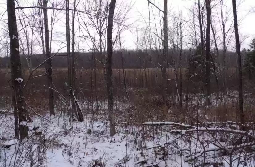 On CTH W, Winter, Wisconsin 54896, ,Vacant land,For sale,CTH W,1578139